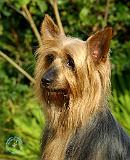 Australian Silky Terrier 9B15D-05